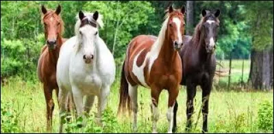 Ton cheval serait...