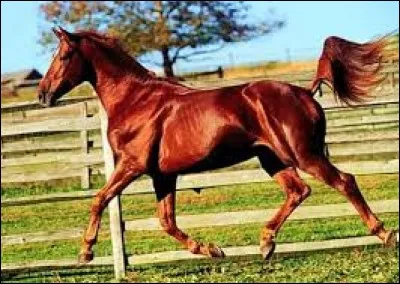 Tu voudrais un cheval...