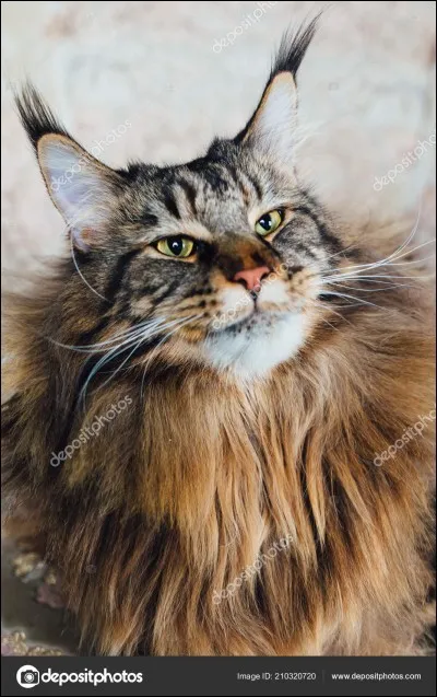 De quel race est ce félin ?