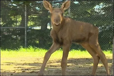 Le plus grand des cervidés !