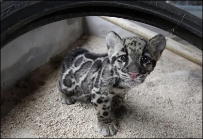 Un indice : La moiteur étouffante des jungles asiatiques !