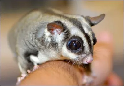 En cas de problème, il est porté par les alizés !