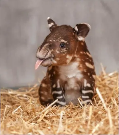 On le trouve en Asie et en Amérique, même sur les hauteurs !