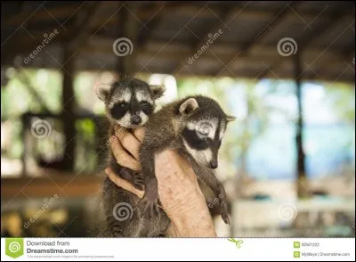 Certains les appellent les bandits maqués !