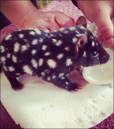 Partez en Australie !