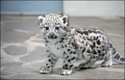 Prenez de la hauteur et identifiez l'animal sur les cimes !