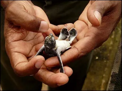 Une fois sortie du sable, le danger est partout !