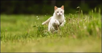 Tu es nommé chef de patrouille par ton chef.