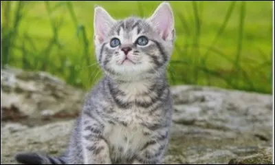 Qui admires-tu le plus ?