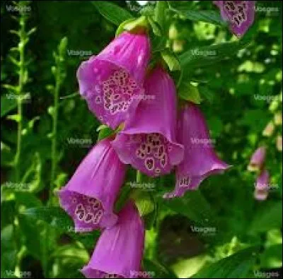 Suis-je toxique si je suis mangée par des animaux ?