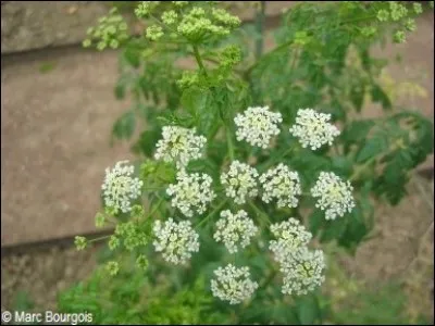 Suis-je toxique ou comestible en infusions ?