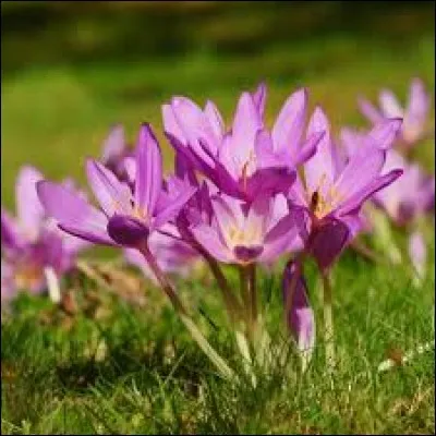 Dans une chanson j'annonce la fin de l'été, je pousse en automne, suis-je toxique ?