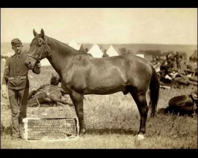 Custer, en engageant avec témérité le combat, a sacrifié 1/2 de ses hommes (647), massacrés par les Cheyennes et Sioux (1 500 guerriers) rassemblés par Sitting Bull. Dans les contre-attaques de Crazy Horse et Gall, la cavalerie piégée a perdu ses hommes et les Amérindiens ont eu 500 tués.
Trouvez cette bataille où ce cheval, nommé Comanche, fut le "seul survivant du bataillon de Custer".