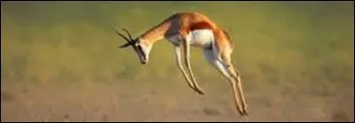 Retrouvez le moyen de transport qui porte le même nom que cet animal :