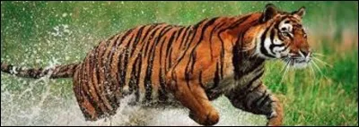 Il peut être tigre, c'est le...