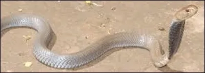 Si vous reconnaissez ce serpent, vous devriez trouver le moyen de transport qui a emprunté son nom...