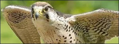 S'il est noir et qu'il chute, c'est forcément un...