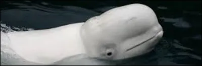 Cet animal devrait vous évoquer un moyen de transport...