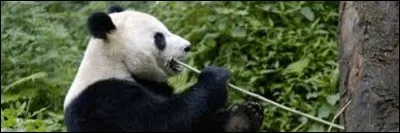 À quel moyen de transport pensez-vous en voyant cet animal ?