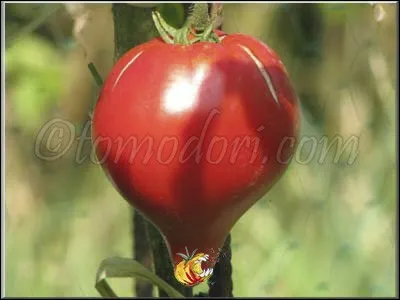 Attraction avant, c'est le...