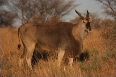 Transport privé, c'est l'...