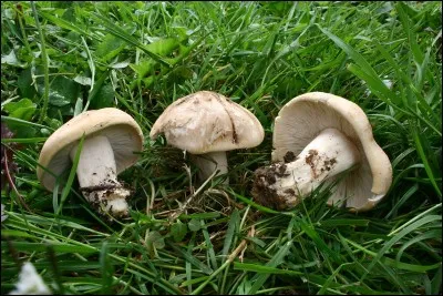 Courant d'origine arabe influençant une grande partie de l'Asie, c'est la...