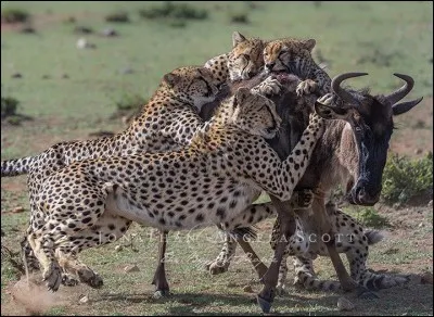 Tes proies seraient :