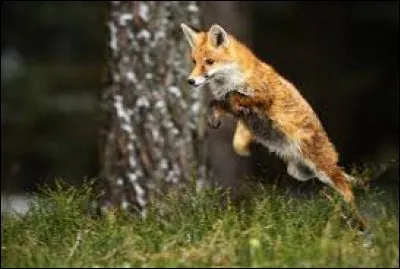 Le renard roux peut atteindre  km/h.