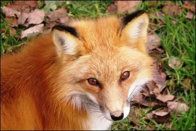 Quel est le poids moyen d'un renard roux ?