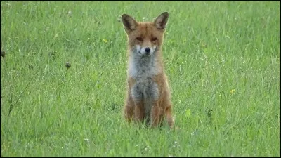Quelle est la taille moyenne d'un renard roux ?