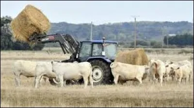 "Avoir du foin dans ses bottes", c'est...