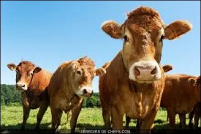 "Avoir un buf sur la langue", c'est...