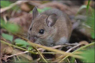 Comment s'appelle le rat de Ron ?