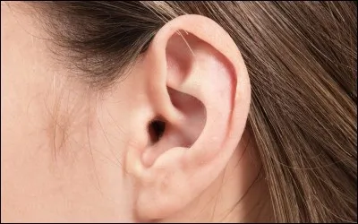 Qui perd une oreille dans Harry Potter 7 ?