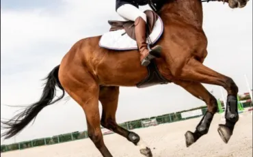 Quiz Galop 4