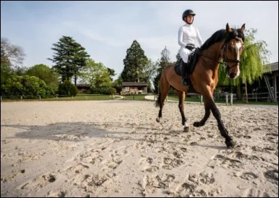 Quelle main est prioritaire dans une carrière ou un manège ?