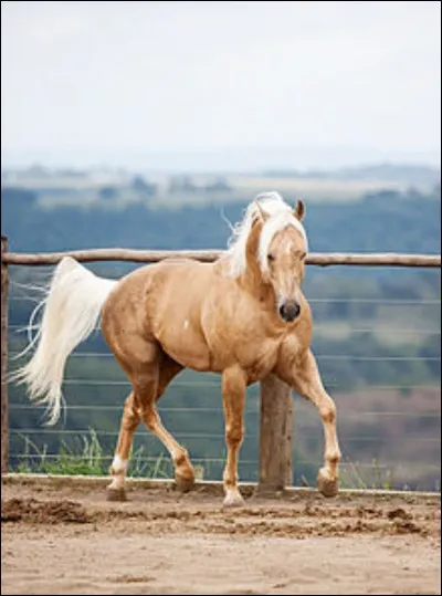 De quelle robe est ce cheval ?