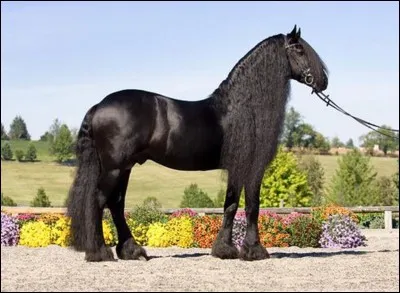 De quelle race est ce cheval ?