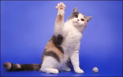 Dans une pièce il y a quatre coins, à chaque coin il y a un chat, en face de chaque chat se trouve trois chats . Combien y a-t-il de chats dans la pièce ?