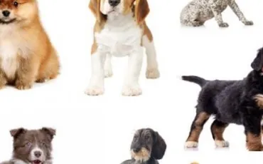 Quiz Races de chiens