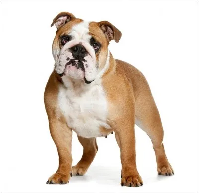 Peux-tu trouver ma race ?