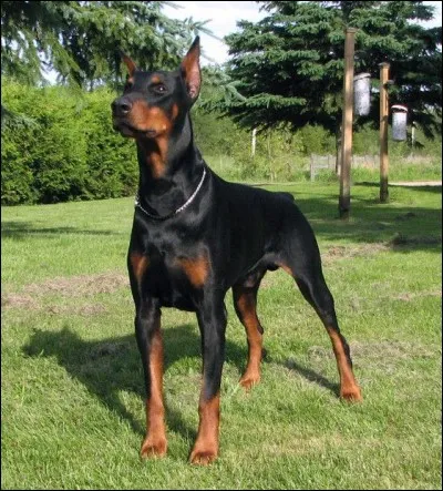 Je suis costaud, hein ? Allez, devine ma race !