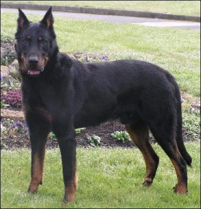 Je suis plus balèze qui celui d'en haut, non ? Connais-tu ma race ?