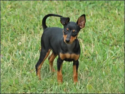 Coucou ! Allez, devine quelle est ma race !
