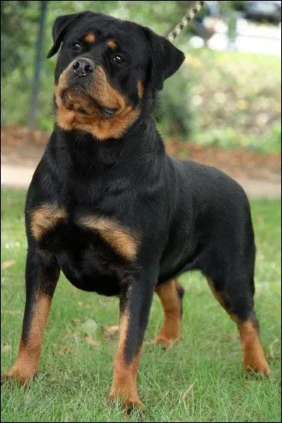 Le grand quiz des chiens se finit avec moi ! Allez, devine ma race !