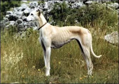 Parmi ces propositions, quelle est ma race ?