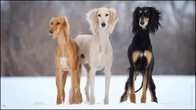 Coucou ! Nous sommes tous de la même race. Laquelle ?
