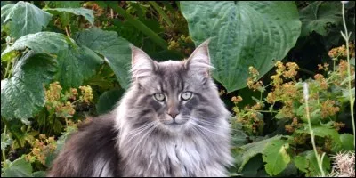 Essaye de deviner ma race !