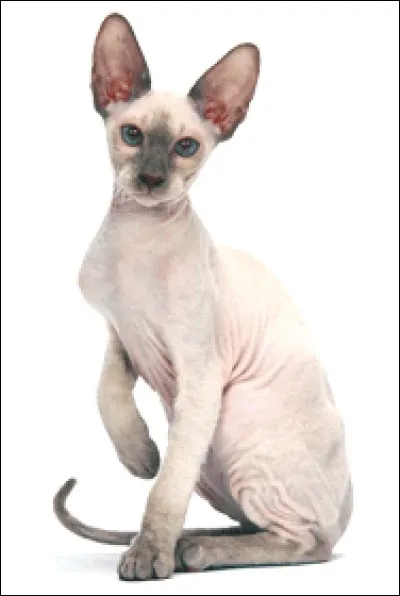 Bonjour ! Je ne suis pas très beau. Devine ma race !