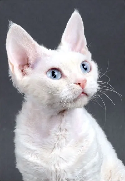 Je suis mignon ? Allez, essaye de deviner ma race !